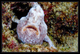 Frogfish