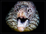 Spotted Moray Eel