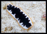 Flatworm