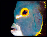 French Angelfish