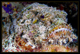 Scorpionfish
