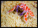 Teardrop Crab