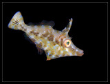 Slender FIlefish