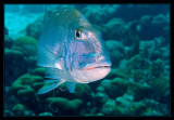 Dog Snapper