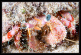 Stareye Hermit Crab