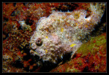 Frogfish