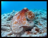 Caribbean Reef Octopus
