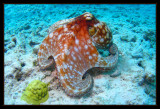 Caribbean Reef Octopus