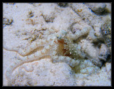 Atlantic Longarm Octopus