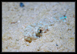 Lizardfish