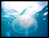 Moon Jelly