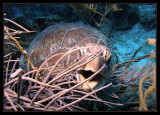 P7059602_.jpg