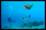Caribbean Reef Squid