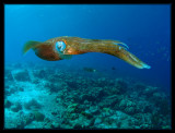 Caribbean Reef Squid