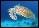P7100601_.jpg