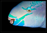 Queen Parrotfish