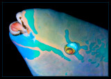 Queen Parrotfish