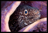 ted Moray Eel and Purple Tube Sponge
