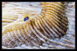 Peppermint Goby