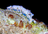 Lettuce Sea Slug