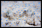 Peacock Flounder