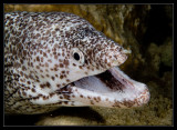 ted Moray Eel