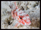 Spotted Goatfish