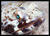 Sand diver