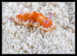 Harlequin Sea Goddess Nudibranch
