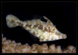 Slender FIlefish