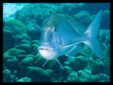 Dog Snapper