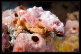 Spongy Decorator Crab
