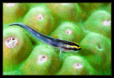 Cleaning Goby