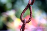 Sash Chain - IMG_9564.JPG