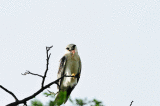 bsk02.gif