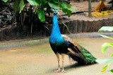 Singapore Jurong Bird Park