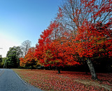 Sewanee