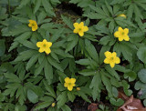 Gulsippa, (Anemone ranunkuloides)