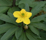 Gulsippa, (Anemone ranunkuloides)
