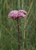 Hampflockel, (Eupatorium cannabinum)
