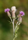 Åkertistel, (Cirsium arvense)