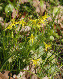 Liten vårlök, (Gagea minima)