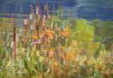 CATTAIL REFLECTIONS_2314.jpg