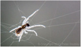 Spiders