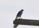 Gray Hawk