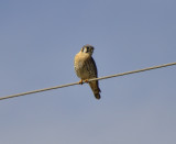 American Kestrel, Male