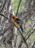 Altamira Oriole