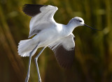 American Avocet, Female, Basic Plumage