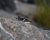 Ruddy Turnstone, Basic Plumage