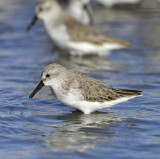 Western Sandpiper, Basic Plumage